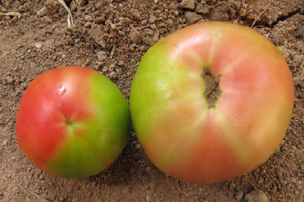 冬季西红柿着色不良的对策