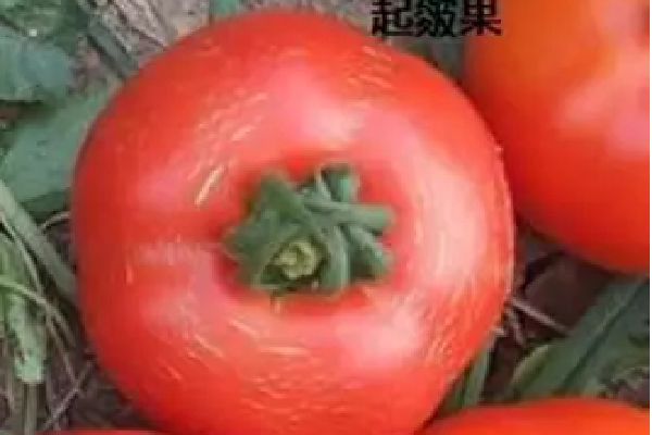 番茄皴皮的原因以及防治方法